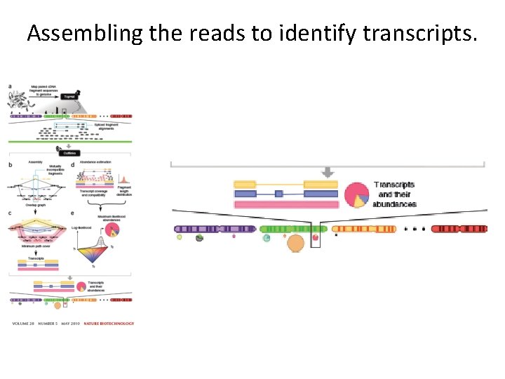 Assembling the reads to identify transcripts. Assembling the reads to identify transcripts.