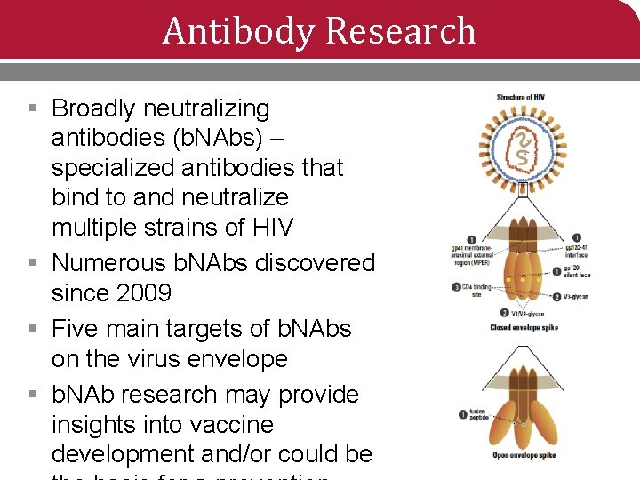 Antibody Research § Broadly neutralizing antibodies (b. NAbs) – specialized antibodies that bind to