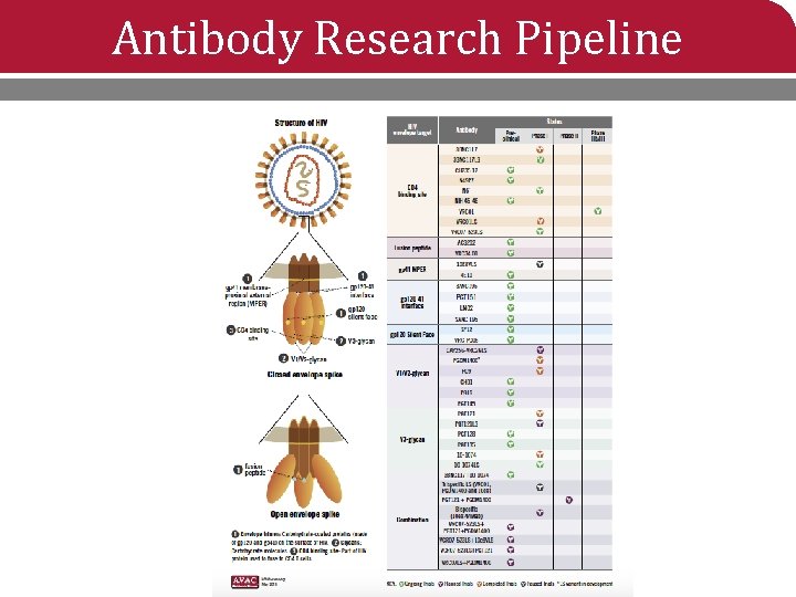 Antibody Research Pipeline 