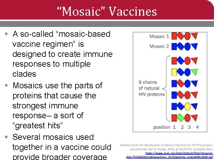 “Mosaic" Vaccines § A so-called “mosaic-based vaccine regimen” is designed to create immune responses