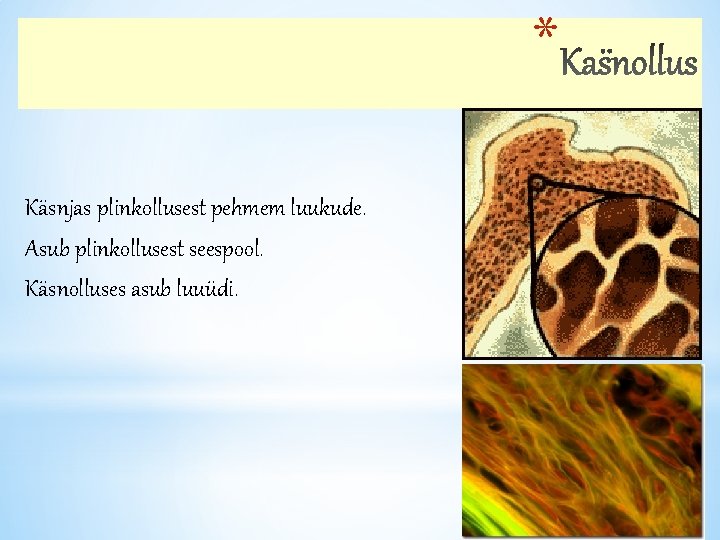 * Käsnjas plinkollusest pehmem luukude. Asub plinkollusest seespool. Käsnolluses asub luuüdi. 