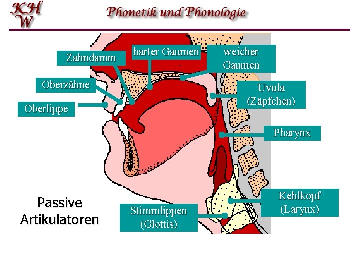 Passive Artikulatoren weicher harter Gaumen Zahndamm Gaumen Oberzähne Uvula (Zäpfchen) Oberlippe Pharynx Passive Artikulatoren