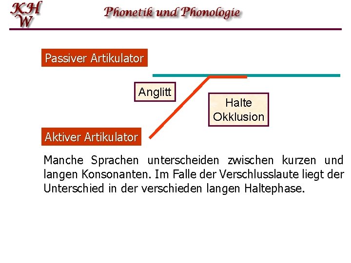 Passiver Artikulator Anglitt Halte Okklusion Aktiver Artikulator Manche Sprachen unterscheiden zwischen kurzen und langen