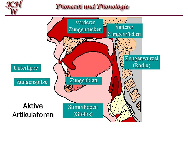 vorderer Aktive Artikulatoren hinterer Zungenrücken Zungenwurzel (Radix) Unterlippe Zungenspitze Zungenblatt Aktive Artikulatoren Stimmlippen (Glottis)