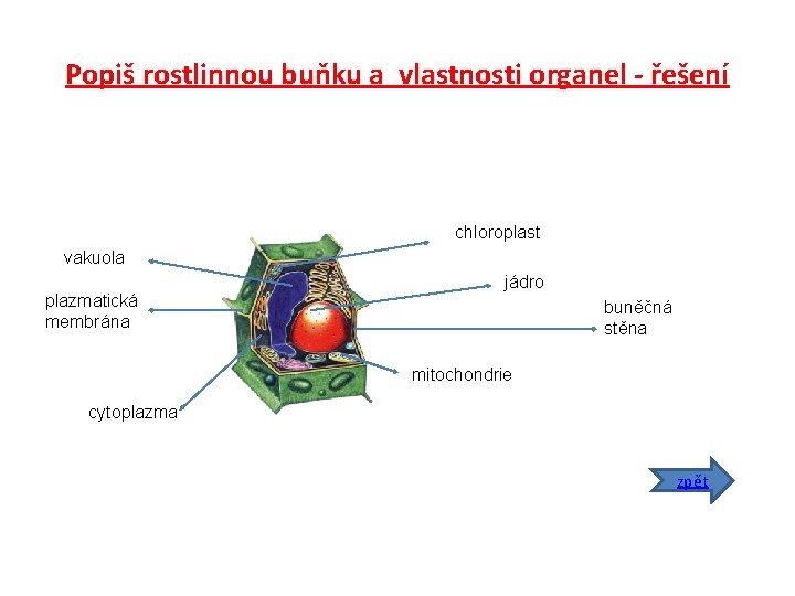 Popiš rostlinnou buňku a vlastnosti organel - řešení chloroplast vakuola plazmatická membrána jádro buněčná