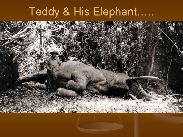 Teddy & His Elephant…. . 
