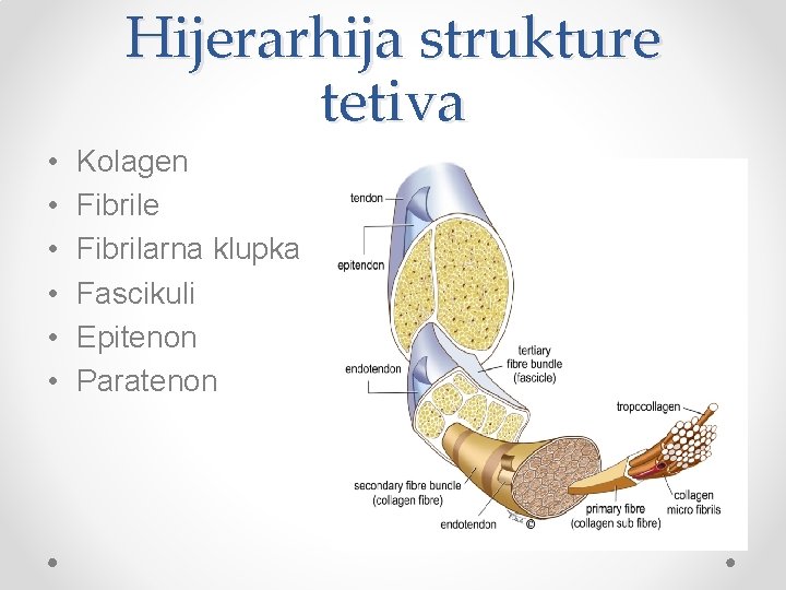 Hijerarhija strukture tetiva • • • Kolagen Fibrile Fibrilarna klupka Fascikuli Epitenon Paratenon 