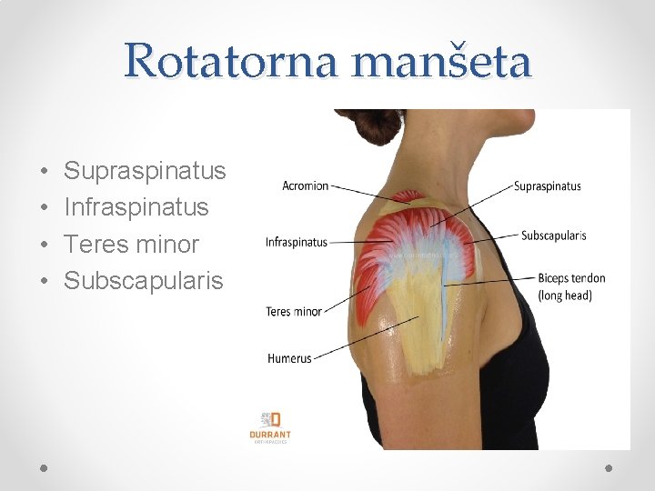 Rotatorna manšeta • • Supraspinatus Infraspinatus Teres minor Subscapularis 