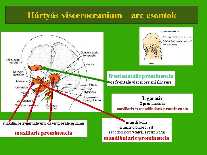 Hártyás viscerocranium – arc csontok frontonasalis prominencia os frontale viscerocranialis rész I. garatív 2