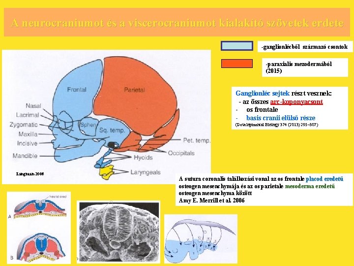 A neurocraniumot és a viscerocraniumot kialakító szövetek erdete -ganglionlécből származó csontok -paraxialis mezodermából (2015)
