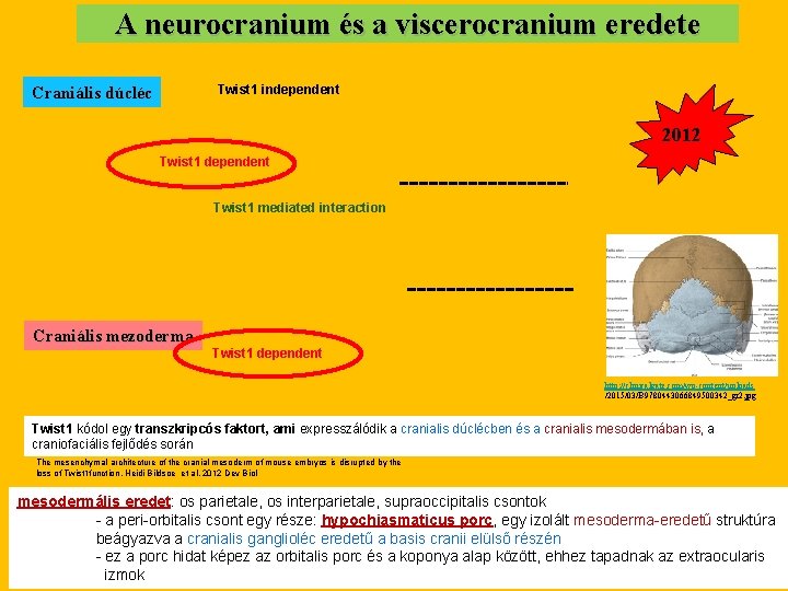A neurocranium és a viscerocranium eredete Twist 1 independent Craniális dúcléc 2012 Twist 1