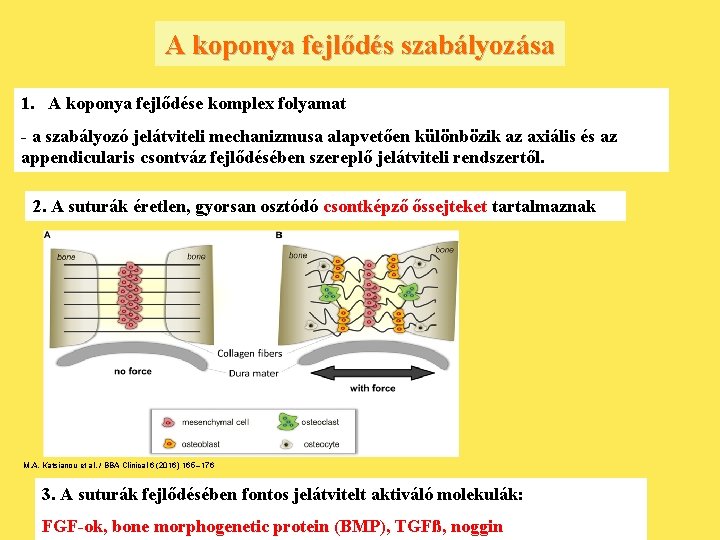 A koponya fejlődés szabályozása 1. A koponya fejlődése komplex folyamat - a szabályozó jelátviteli