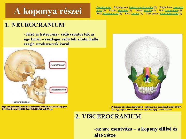 A koponya részei Facial bones Bright green: Inferior nasal concha (2) Bright blue: Lacrimal