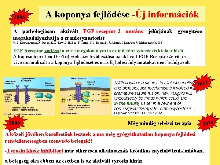 2006 A koponya fejlődése -Új információk A pathologiásan aktivált FGF-receptor-2 mutáns jelútjának gyengítése megakadályozhatja