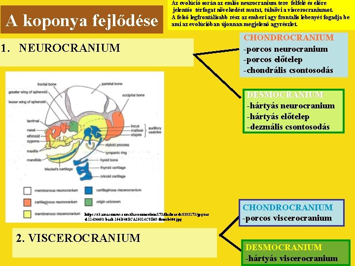 A koponya fejlődése Az evolúció során az emlős neurocranium tere felfelé és előre jelentős