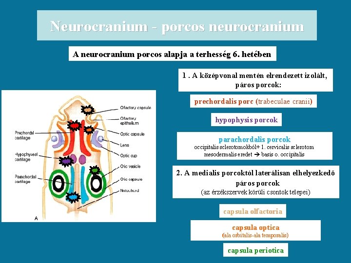 Neurocranium - porcos neurocranium A neurocranium porcos alapja a terhesség 6. hetében 1. A