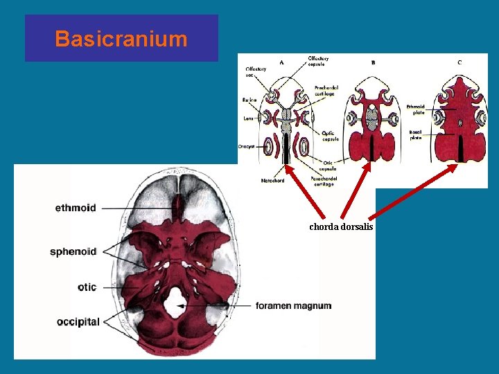 Basicranium chorda dorsalis 
