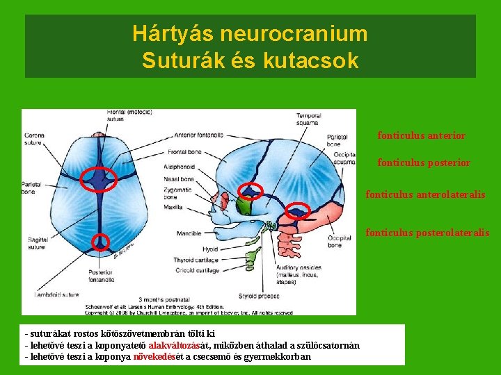 Hártyás neurocranium Suturák és kutacsok fonticulus anterior fonticulus posterior fonticulus anterolateralis fonticulus posterolateralis -