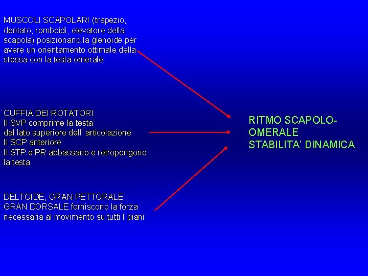 MUSCOLI SCAPOLARI (trapezio, dentato, romboidi, elevatore della scapola) posizionano la glenoide per avere un MUSCOLI SCAPOLARI (trapezio, dentato, romboidi, elevatore della scapola) posizionano la glenoide per avere un