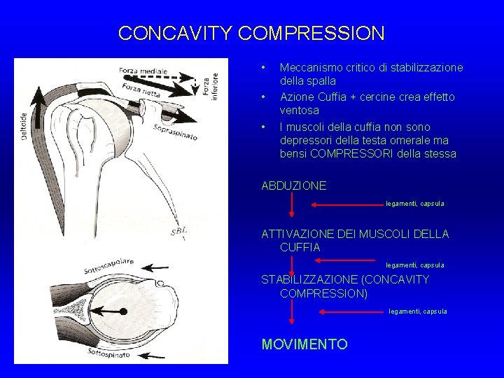 CONCAVITY COMPRESSION • • • Meccanismo critico di stabilizzazione della spalla Azione Cuffia + CONCAVITY COMPRESSION • • • Meccanismo critico di stabilizzazione della spalla Azione Cuffia +