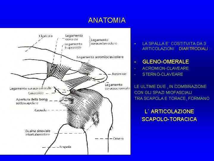ANATOMIA • LA SPALLA E` COSTITUITA DA 3 ARTICOLAZIONI DIARTRODIALI : - GLENO-OMERALE - ANATOMIA • LA SPALLA E` COSTITUITA DA 3 ARTICOLAZIONI DIARTRODIALI : - GLENO-OMERALE -
