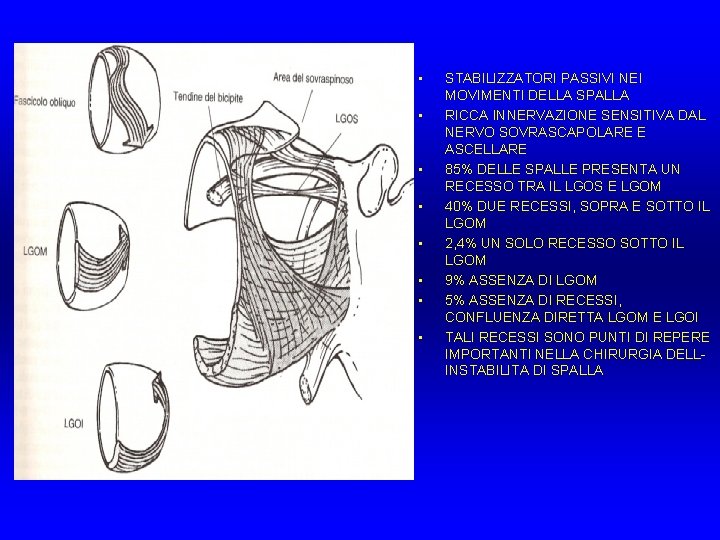 • • STABILIZZATORI PASSIVI NEI MOVIMENTI DELLA SPALLA RICCA INNERVAZIONE SENSITIVA DAL NERVO • • STABILIZZATORI PASSIVI NEI MOVIMENTI DELLA SPALLA RICCA INNERVAZIONE SENSITIVA DAL NERVO