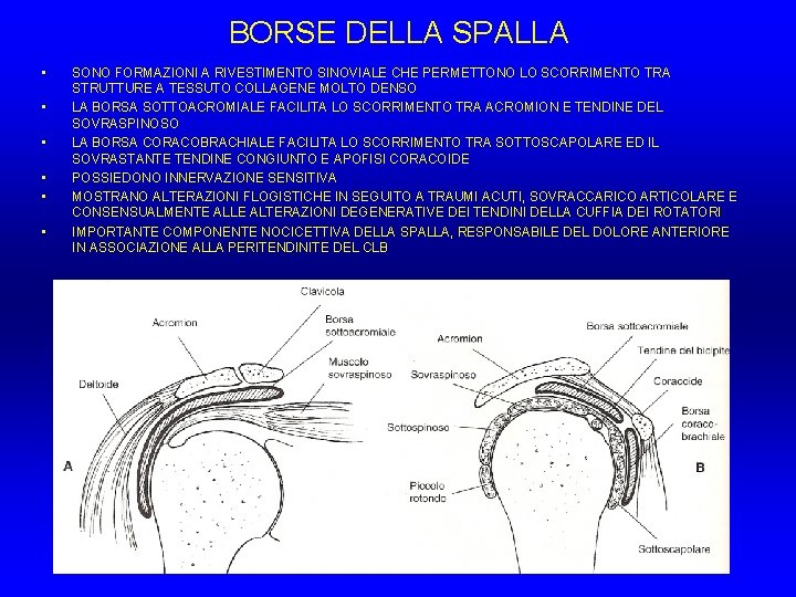 BORSE DELLA SPALLA • • • SONO FORMAZIONI A RIVESTIMENTO SINOVIALE CHE PERMETTONO LO BORSE DELLA SPALLA • • • SONO FORMAZIONI A RIVESTIMENTO SINOVIALE CHE PERMETTONO LO