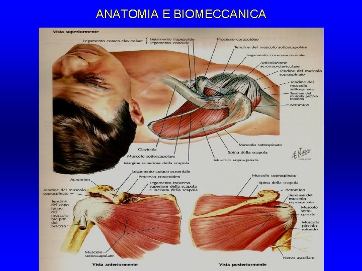 ANATOMIA E BIOMECCANICA ANATOMIA E BIOMECCANICA