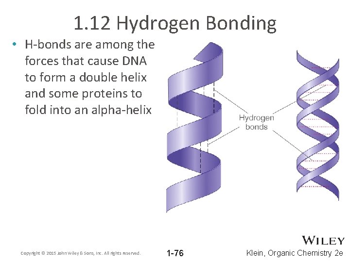 1. 12 Hydrogen Bonding • H-bonds are among the forces that cause DNA to