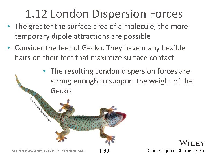 1. 12 London Dispersion Forces • The greater the surface area of a molecule,