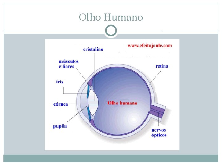 Olho Humano 