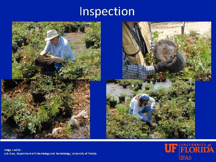 Inspection Image credits: Lyle Buss, Department of Entomology and Nematology, University of Florida 