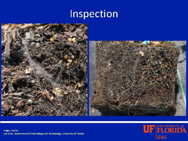 Inspection Image credits: Lyle Buss, Department of Entomology and Nematology, University of Florida 