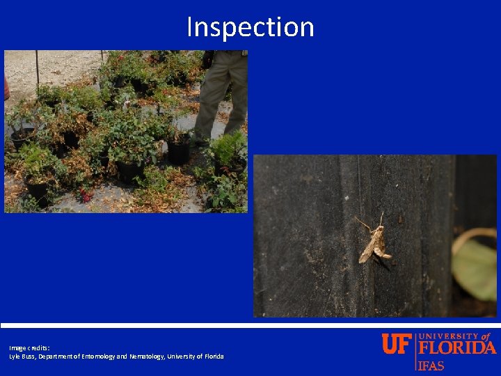 Inspection Image credits: Lyle Buss, Department of Entomology and Nematology, University of Florida 