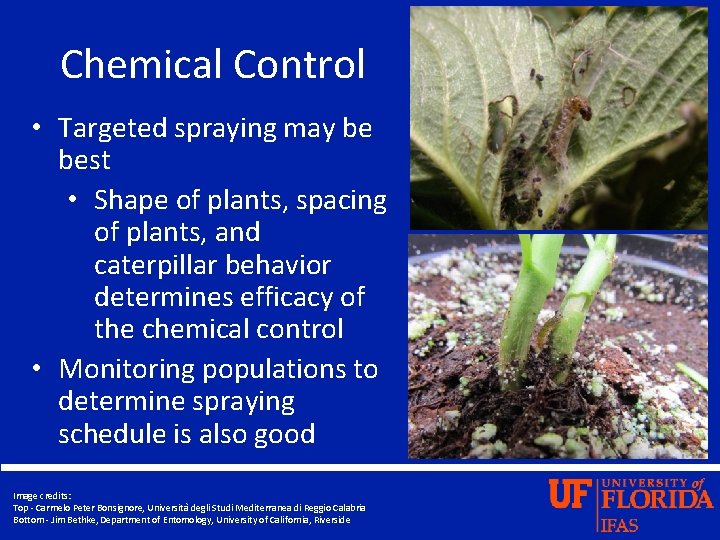 Chemical Control • Targeted spraying may be best • Shape of plants, spacing of