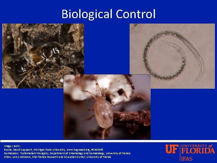 Biological Control Image credit: Beetle: David Cappaert, Michigan State University, www. bugwood. org, #5403465