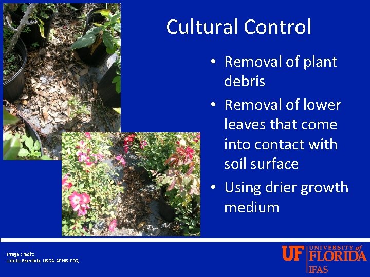 Cultural Control • Removal of plant debris • Removal of lower leaves that come