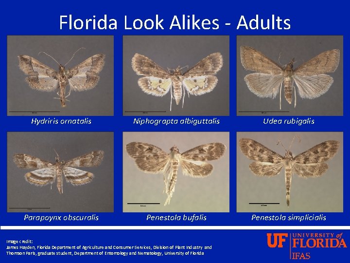 Florida Look Alikes - Adults Hydriris ornatalis Niphograpta albiguttalis Udea rubigalis Parapoynx obscuralis Penestola