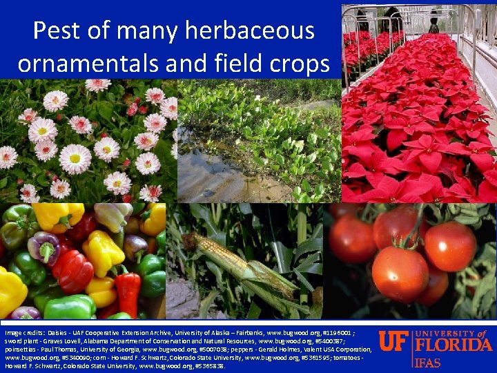 Pest of many herbaceous ornamentals and field crops Image credits: Daisies - UAF Cooperative