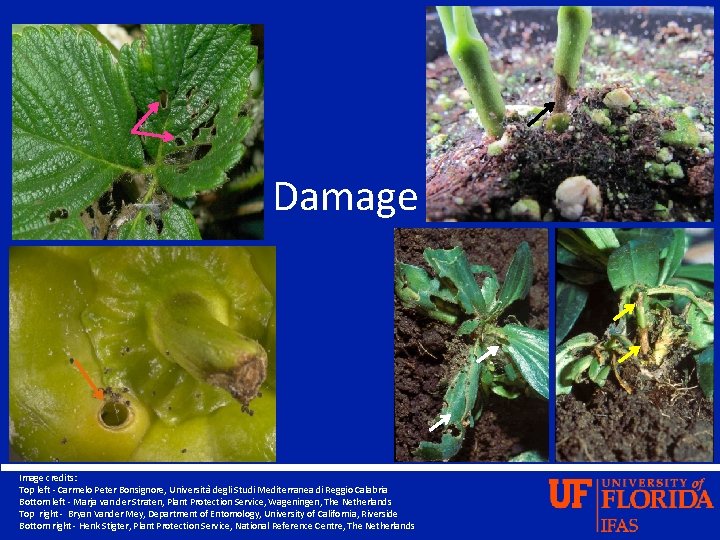 Damage Image credits: Top left - Carmelo Peter Bonsignore, Università degli Studi Mediterranea di