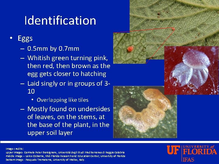Identification • Eggs – 0. 5 mm by 0. 7 mm – Whitish green