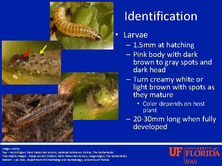 Identification • Larvae – 1. 5 mm at hatching – Pink body with dark