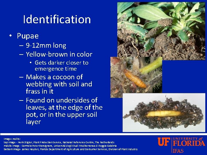 Identification • Pupae – 9 -12 mm long – Yellow-brown in color • Gets