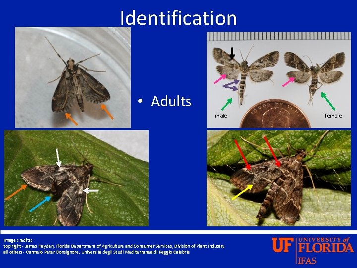Identification • Adults male Image credits: top right - James Hayden, Florida Department of
