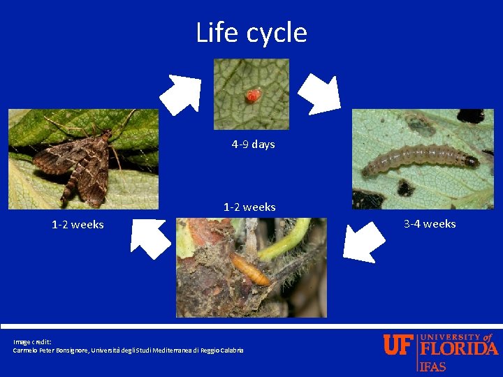 Life cycle 4 -9 days 1 -2 weeks Image credit: Carmelo Peter Bonsignore, Università