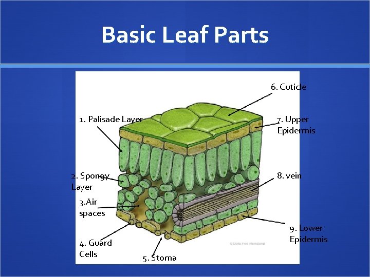 Basic Leaf Parts 6. Cuticle 1. Palisade Layer 2. Spongy Layer 7. Upper Epidermis