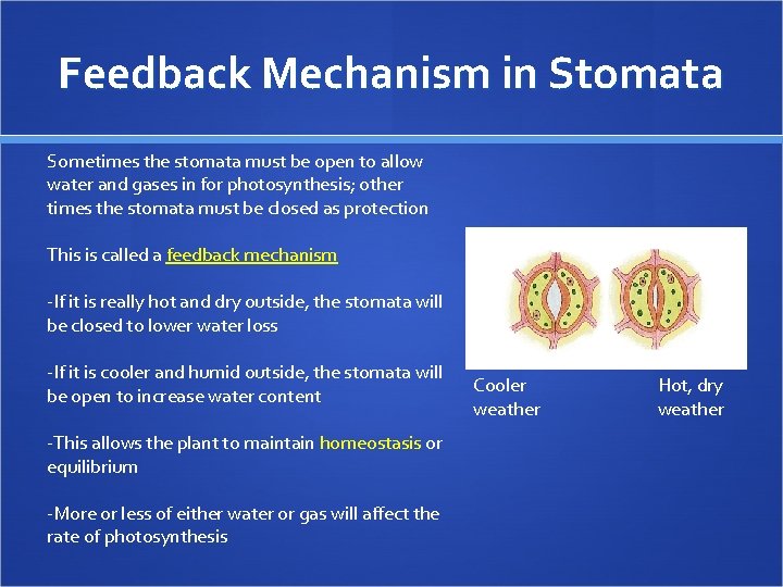 Feedback Mechanism in Stomata Sometimes the stomata must be open to allow water and