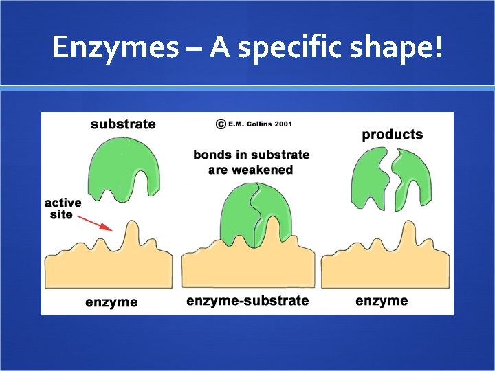 Enzymes – A specific shape! 