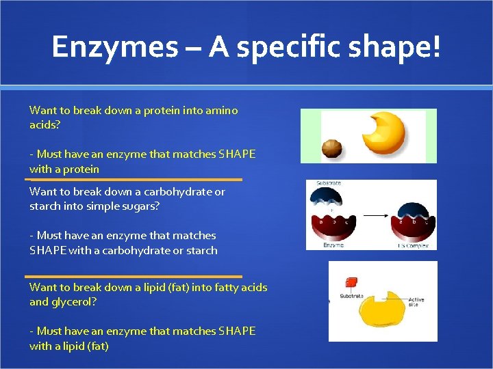 Enzymes – A specific shape! Want to break down a protein into amino acids?