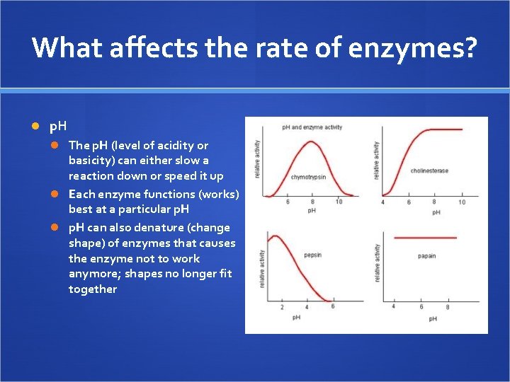 What affects the rate of enzymes? p. H The p. H (level of acidity
